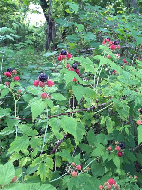 Wild Black Raspberry Jam – PROSPECT THE PANTRY