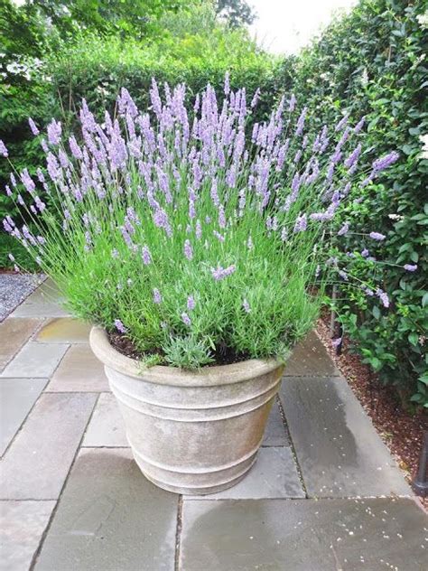 Cosy Carolina: Lavender in Pots, Not Provence | Garden containers, Potted lavender, Plants