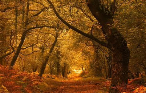 Wallpaper autumn, forest, trees, England, England, Exmoor, Exmoor, Horner Woods images for ...