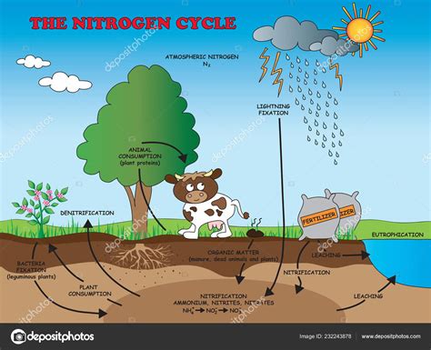 Picture: nitrogen cycle | Illustration Nitrogen Cycle School — Stock Photo © casaltamoiola ...