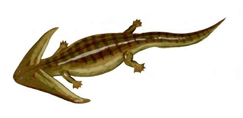 Category:Prehistoric amphibians | Fossil Wiki | Fandom