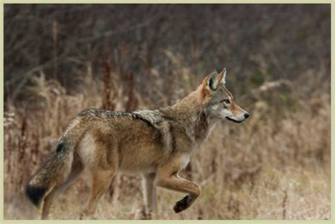 Eastern wolf (Canis lupus lycaon) proposed management plan 2017 - Canada.ca