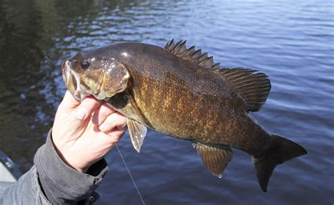 11+ Best Smallmouth Bass Fishing Spots in Colorado - Best Fishing in America