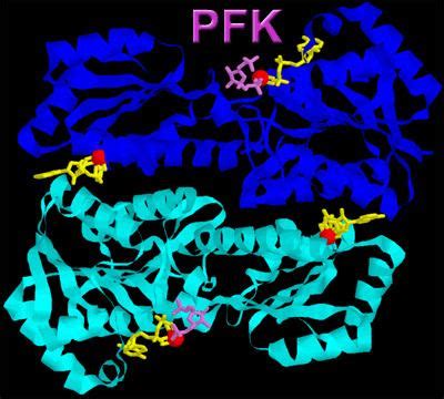 Phosphofructokinase - Alchetron, The Free Social Encyclopedia