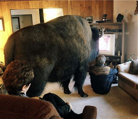 Funny pictures of bison - ONLINE NEWS ICON