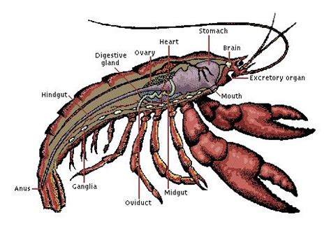 Anatomy Of A Crustacean - Anatomical Charts & Posters