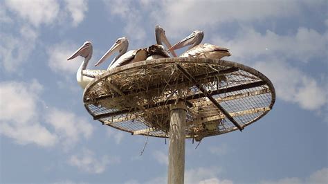 Kolleru Lake Bird sanctuary,Andhra pradesh,India ~ AMARAVATI TOURISM