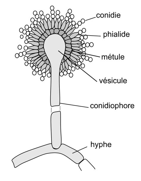 Aspergillus niger- An Overview