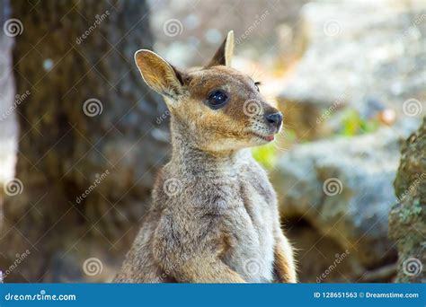 Rock Wallaby, Baby Kangaroo Stock Image - Image of kangaroo, closeup: 128651563