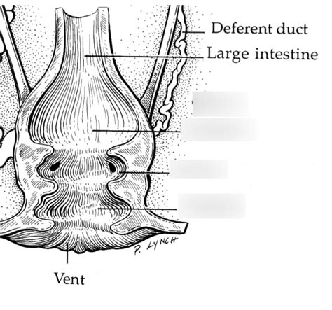 Bird Cloaca Diagram