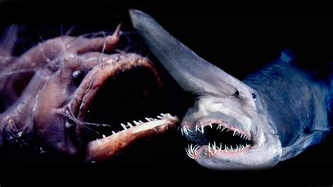 Top 10 Creepiest Deep Sea Creatures - YouTube