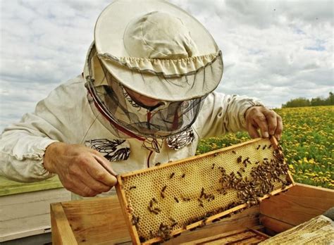 Using a beehive inspection checklist – Artofit