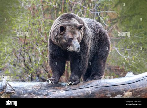 Male grizzly bear face close up hi-res stock photography and images - Alamy