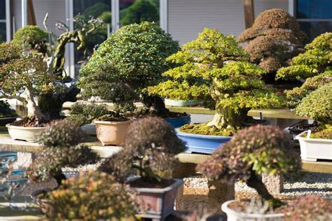 64+ Popular Types of Bonsai Trees You Can Grow | Florgeous