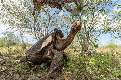 History of Galápagos | Galápagos Conservancy