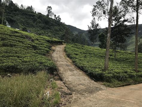 tea plantations in sri lanka 7483401 Stock Photo at Vecteezy