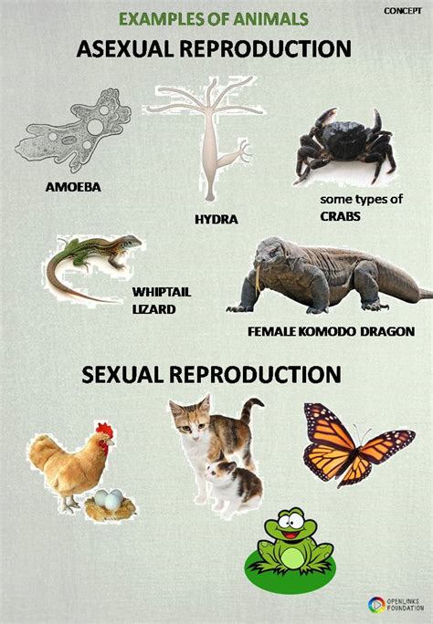 Asexual Reproduction In Animals And Examples Definition,, 54% OFF