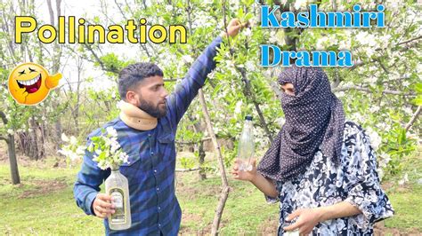 Pollination Teh Spray | Kashmiri Funny Drama - YouTube