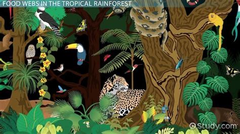 Rainforest Ecosystem Animals Food Chain