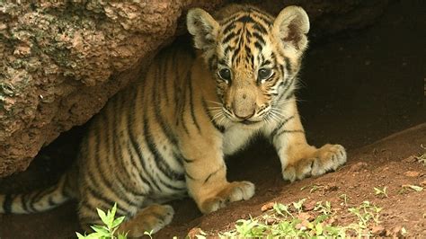 BBC Two - Tiger Cub - Natural World, 2015-2016, Growing Up Wild - Growing Up Wild