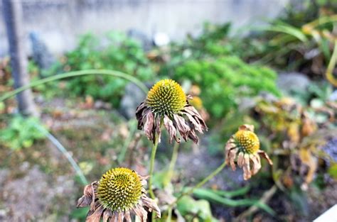 Withered Plants Flowers Stock Photo - Download Image Now - iStock