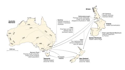 DNA profiling solves Australian rabbit plague puzzle | Flipboard