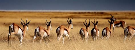 The Springbok | Wildlife Guide