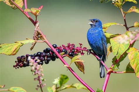 Look for Bright Blue Indigo Buntings in the Backyard - Birds and Blooms