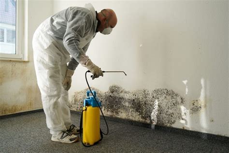 How to Remove Mold From Carpet - Inside & Out Property Inspectors