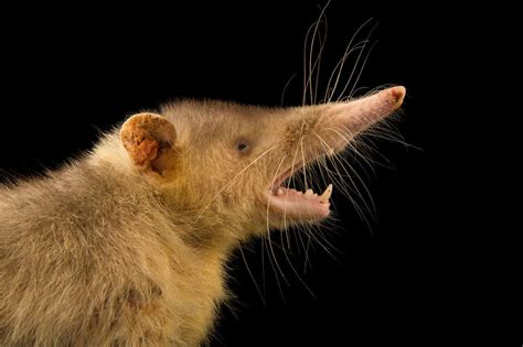 The Cuban Solenodon - MyCubanStore