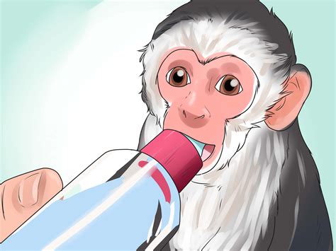 How to Keep Capuchin Monkeys As Pets (with Pictures) - wikiHow