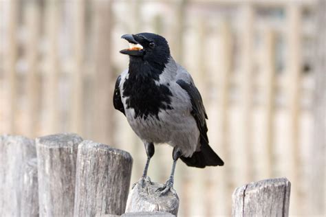 Hooded Crow by morgh-us on DeviantArt