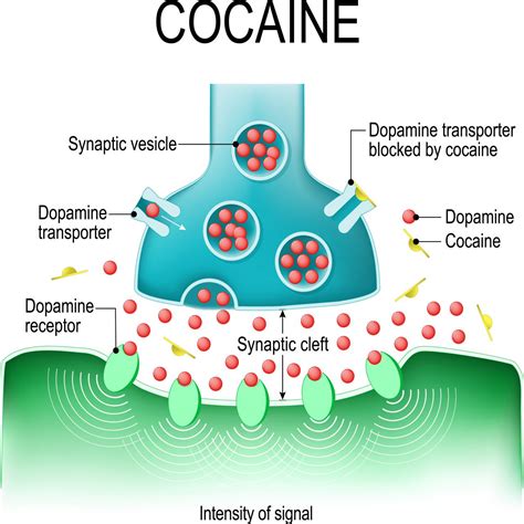 Cocaine FAQ: Everything You Wished You Knew | Sprout Health Group