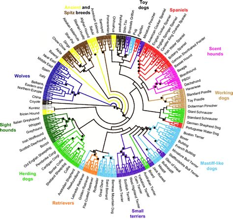 Phylogenetic tree of 80 domestic dog breeds rooted with the coyote.... | Download Scientific Diagram