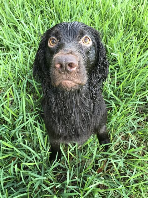 Boykin Spaniel Puppies For Sale | Wesley Chapel, FL #333856