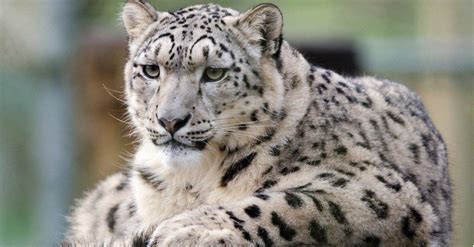 10 Key Facts About Snow Leopards - A-Z Animals