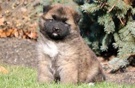 Akita Mix Puppies for Sale - Keystone Puppies