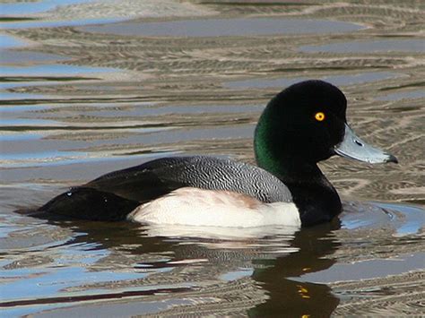 Greater Scaup vs Lesser Scaup: What Are The Differences? | Birdfact