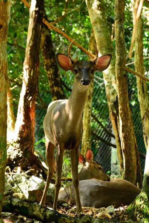 1000+ images about YUCATAN WILDLIFE on Pinterest | Parks, Animals and Sculpture