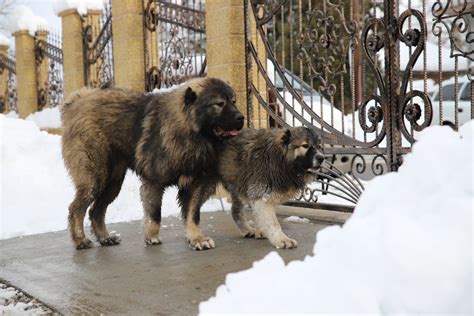 The Caucasian Mountain Dog – Guard dog and loving family member