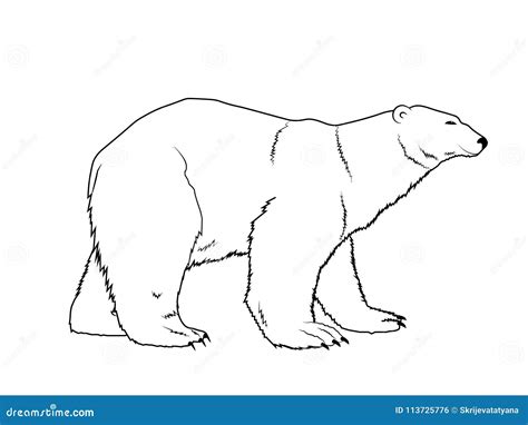 Hand Drawn Polar Bear Silhouette Outline Stock Vector - Illustration of ...