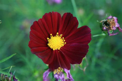 Dark Red Cosmos Free Stock Photo - Public Domain Pictures