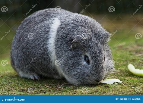 Grey And White Guinea Pig Or Cavy Stock Image - Image of cavies, cavia: 11280061