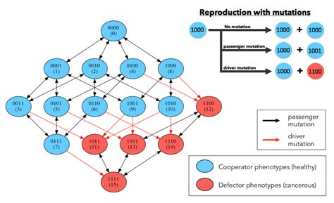 Markov point mutation diagram. Left: diagram shows 16 genetic cell ...