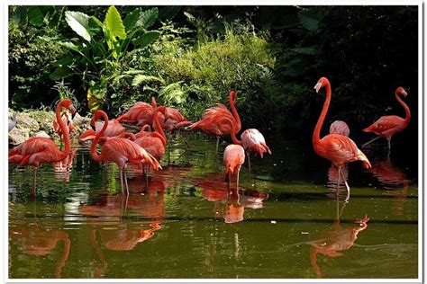 Flamingo Gardens: Fort Lauderdale Attractions Review - 10Best Experts and Tourist Reviews