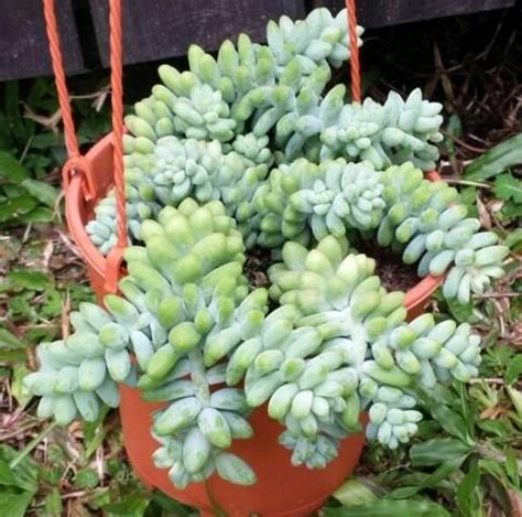 14 Cacti and Succulents that Hang or Trail | Succulent Plants and Care Succulent Landscaping ...