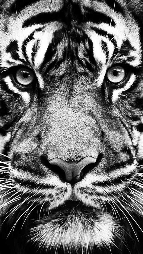 Tiger Wallpaper - iXpap