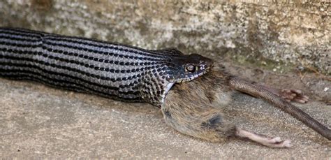 Grass snake eating a rat III | I saw the nice snake eating t… | Flickr