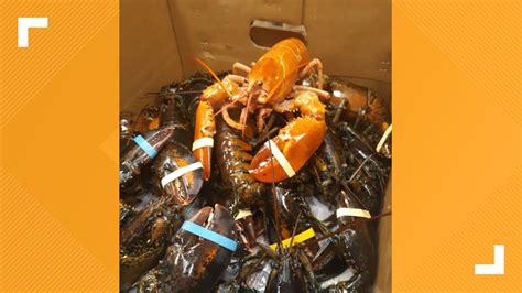 Unique orange lobster found in shipment at Tops to be adopted by Aquarium of Niagara | wgrz.com