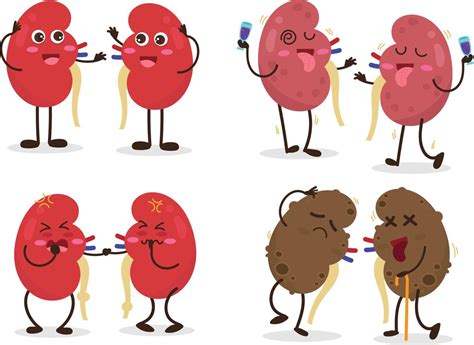 Kidney cartoon cute funny set. 20899193 Vector Art at Vecteezy